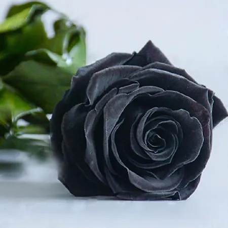 Black Rose Hotel&supreme